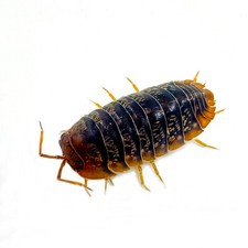 Isopod Factory 6 Sinodillo Sp. Vietnam Isopods Rare Bioactive Clean Up Crew