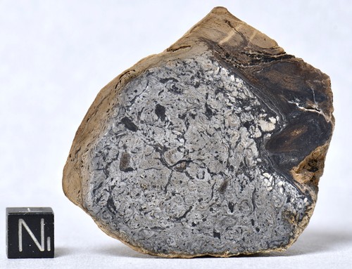 Stunning OSMUNDA fossil fern with ingrown tree root !! from Trimmelkam Austria - Picture 4 of 11