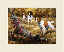 BRITTANY SPANIEL TWO DOGS & PHEASANT GREAT GUN DOG PRINT MOUNTED READY TO FRAME