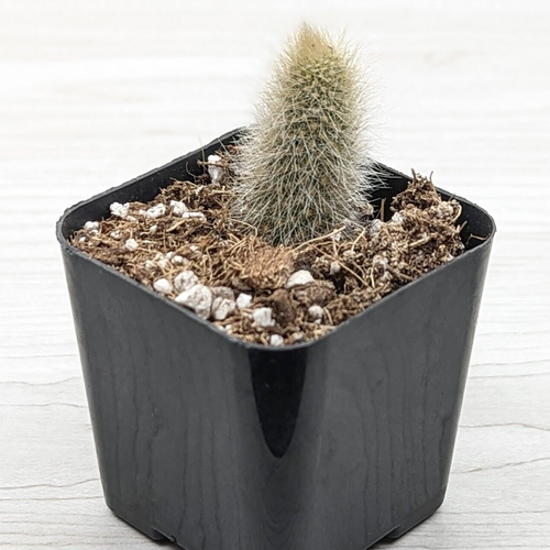 Cactus Plant Monkey Tail 1 inch + Long Live Plants In 3" Pot (SM