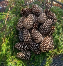 Pine Cones - 25 pine cones, 4”+ range, Southern Virginia. Clean