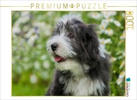 Calvendo Puzzle Bearded Collie Puppy | 1000 Pieces, Finished Size 25.2 × 18.9 In