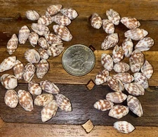 50 Lot Hawaiian Miter Sea Shell From Big Island Hawaii Perfect For Jewelry Lei