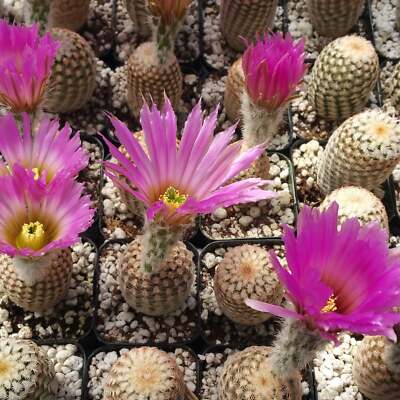 Echinocereus Reichenbachii V. Minor - LIVE PLANT