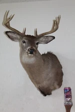 Whitetail Deer Head Shoulder Mount Taxidermy Cape Shed Antler Hunt Mule Rack