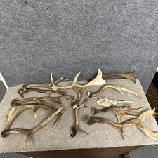 Mixed Fallow Antler Dog Chew Crafting Gothic Home Decor. Taxidermy CraftsBox 3 