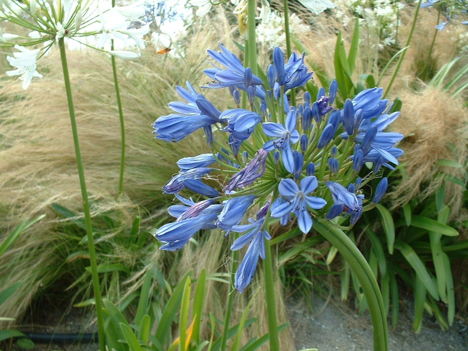 Agapanthe bleue lot de 2 pour fleurir une terrasse ensoleillée