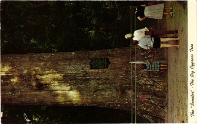 Vintage Postcard- The Senator'' The Big Cypress Tree Located on U.S. Highways 17