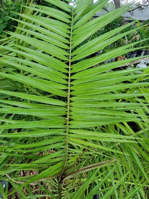 Variegated Phoenix Reclinata Palm Tree | eBay