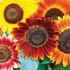 "Evening Sunset" Blend Sunflower Seeds for Planting | 25+ Seeds | Orange, Yellow