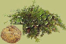 Rose von Jericho Betuel 500 g magische Pflanze Gl&uuml;ck / Segen Magie Hexerei