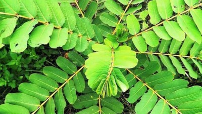 Semi Di Cassia Alata, Cespuglio Di Candela, Arbusto Della Tigna - Foto 8