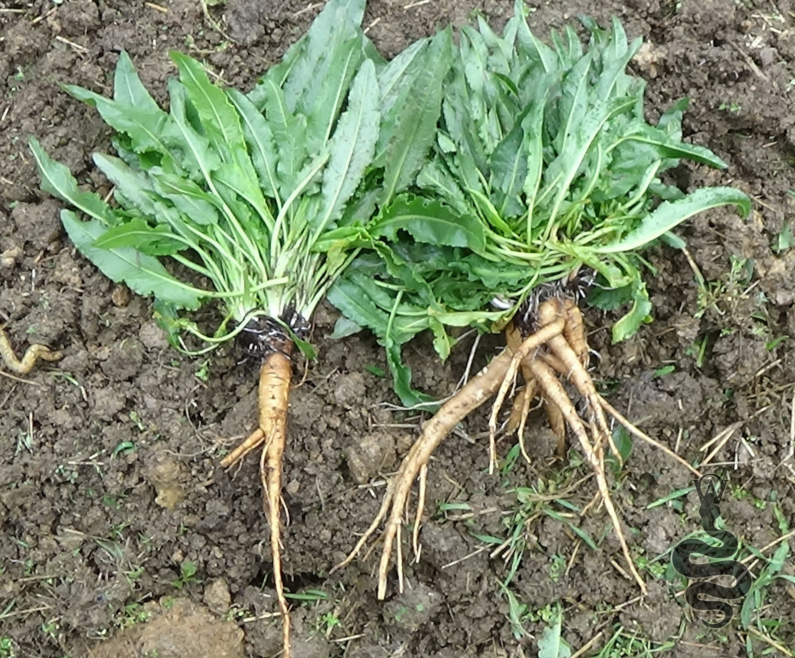 Curly Dock Root
