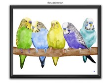 Watercolour Various Colours 5 Budgies Print by Ilona Winter