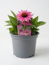 Echinacea Pink Coneflower Plant | 2L Pot | Hardy Perennial