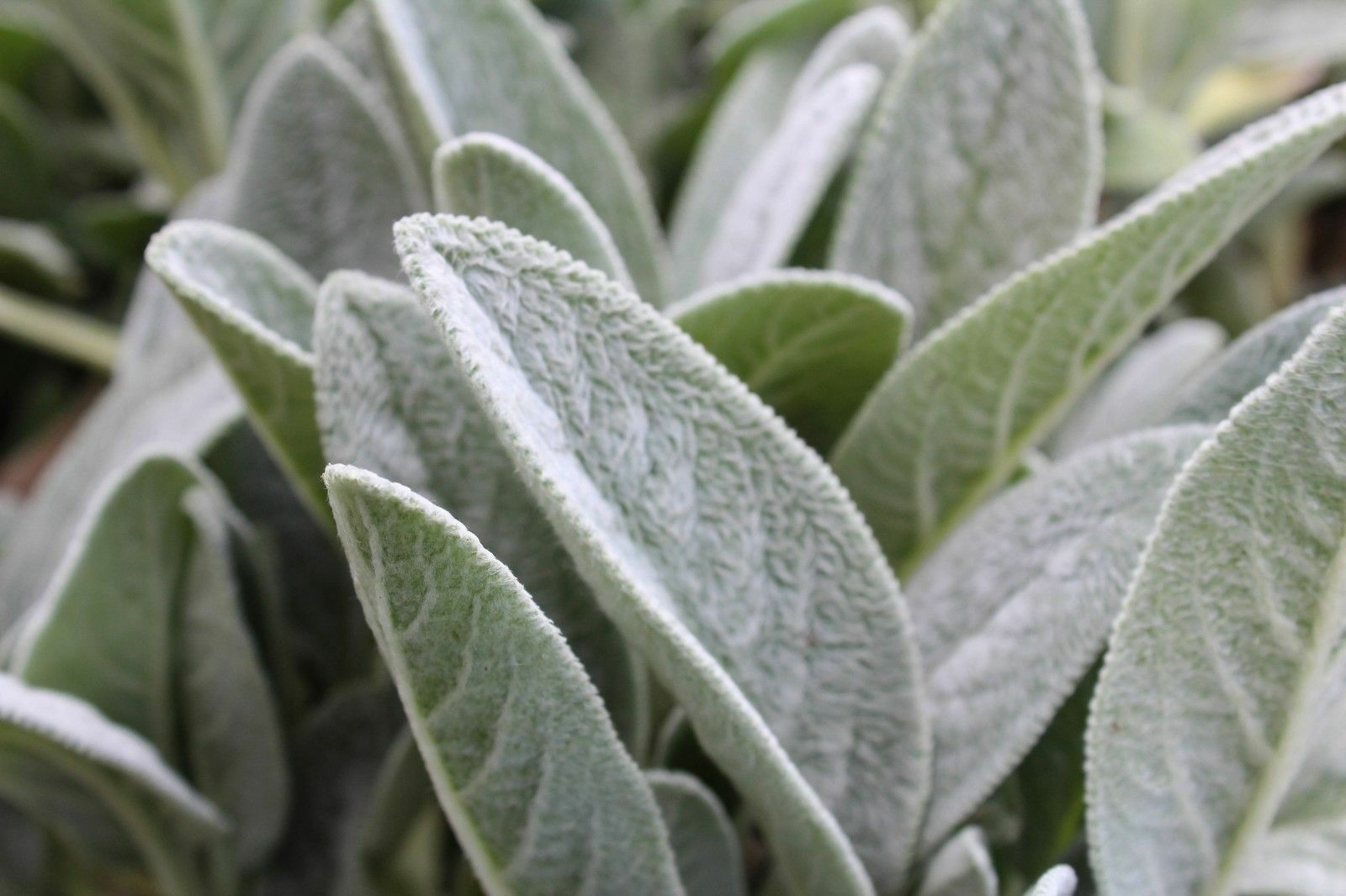 Prairie Sage Wildflower Seeds - Artemisia ludoviciana - F5