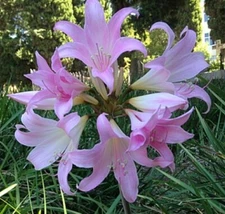 1 Large Amaryllis Belladonna Pink Naked Lady Lily Flower Bulb Big Blooming Size 