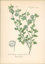 Chromolithographie : Scheibenklee. Diskus-Schneckenklee. Medicago disciformis DC