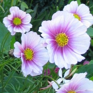 Flor Cosmos Bipinnatus Daydream 600 Semillas De Flores Ebay