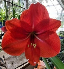 STARGAZER AMARYLLIS HIPPEASTRUM Seeds