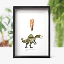 Large Spinosaurus Tooth & Watercolour Illustration  Real Dinosaur Fossil Gift