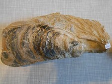 Riesenauster Crassostrea, 22 cm, Südfrankreich,