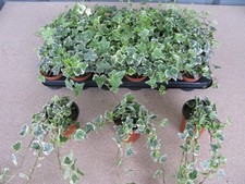 6  Trailing Variegated ivy plants outdoor or indoor in a 9cm pot