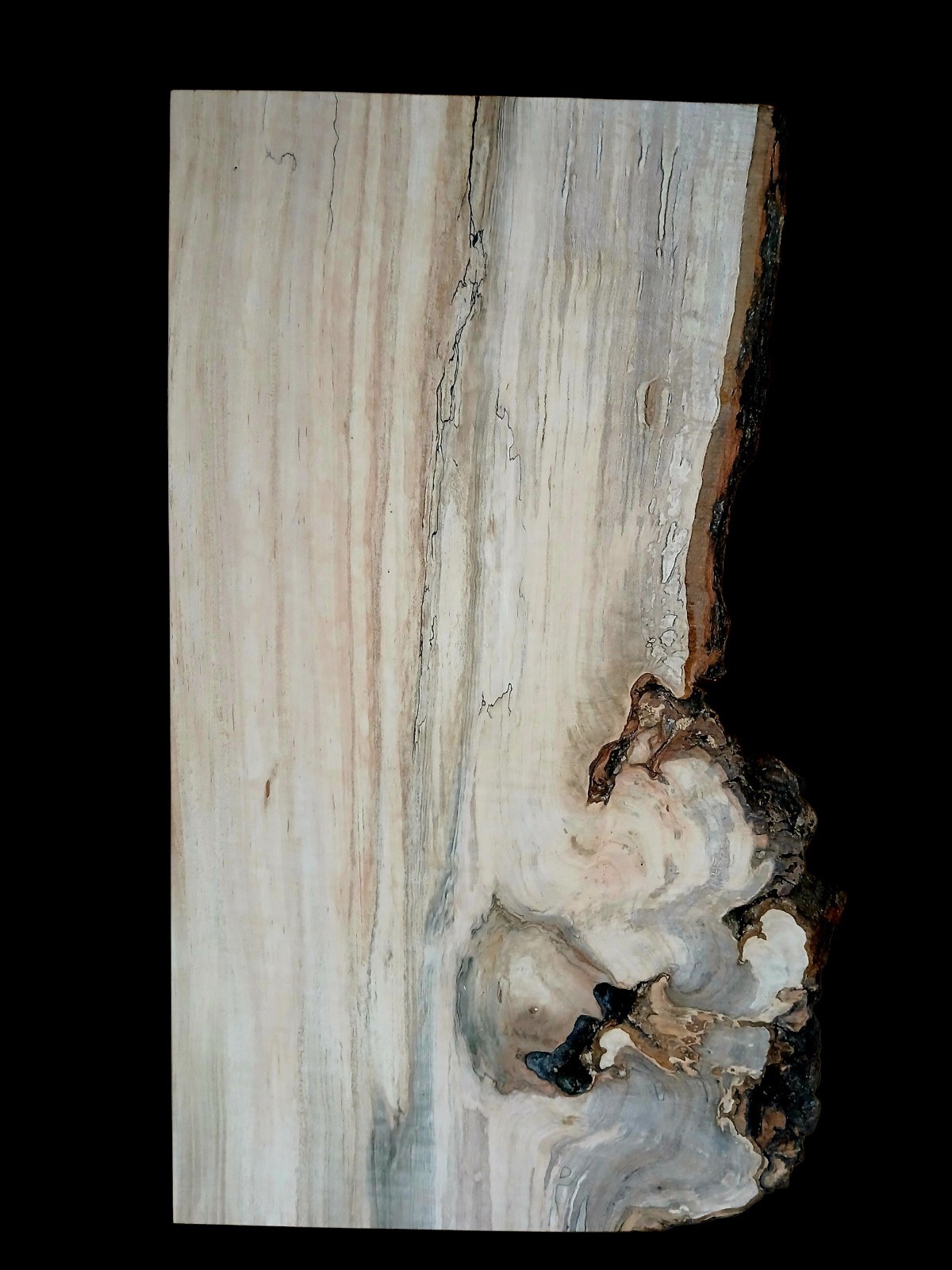 XXL MIND BLOWING Curly RED Maple Burl wood Slab EPOXY/STABILIZING/ Turning Wood