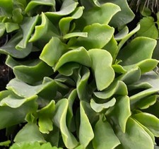 Ripple Jade Crassula Succulent Unrooted Cuttings or 2 Inch Pot Bonsai