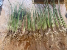 LIVE MEXICAN FEATHER GRASS 10 STARTER PLUGS, STIPA, HARDY, ORNAMENTAL US SELLER