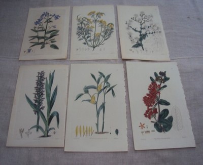 William Curtis Antique Engraving 6 Botanical Prints 1825-27-29 Q