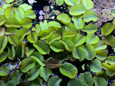 Salvinia Minima Live Floating Aquatic Plant Freshwater Aquarium