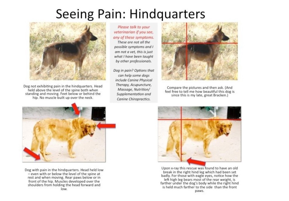Hip Dislocation Hip Dysplasia Pain Relief Dogs Signs Treatment For