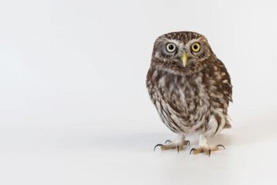 Wandbild: Steinkauz (Athene noctua) steht vor einem weißen Hintergrund. [...]