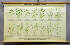 Vintage Poster Wall Chart Legumes Permanent Grassland Botany Countrystyle