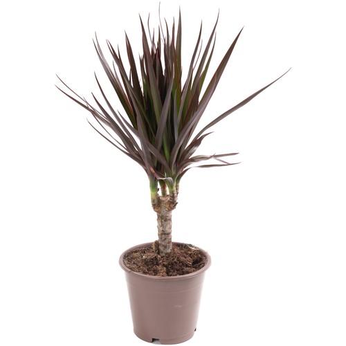 Dragon Tree Large Indoor House Plant Real Evergreen Tall Exotic Big Rare Plants - Picture 9 of 29
