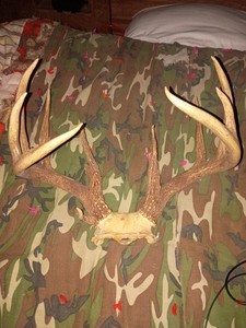 Deer Antlers 13- Point White Tail