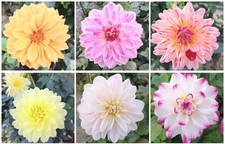 Dahlien Samen Mix Set Gartenblumen Herbstblumen 20 Samen 1.60€