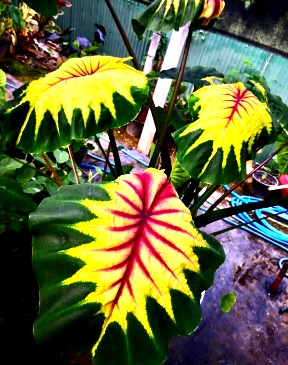 コロカシア ピンクラーバー　colocasia Light Pillar Colocasia Light Pillar Plant For Sale In India | Online
