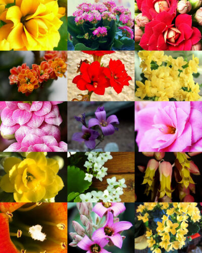 FLOWERING KALANCHOE MIX rare plant exotic cactus flower succulents seed 30 seeds - 第 1/1 張圖片