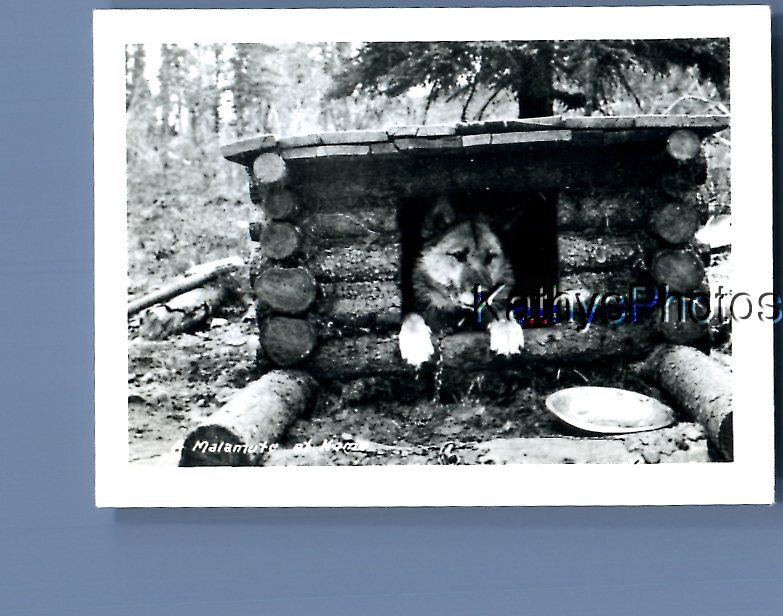 FOUND B&W PHOTO A_8138 DOG POSED LAYING IN LOG CABIN DOG HOUSE eBay