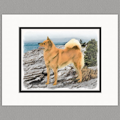 Finnish Spitz Original Art Print 8x10 Matted to 11x14
