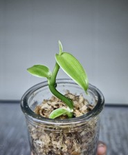RARE Vanilla Pompona Grandiflora Orchidée Vanille Vanillier Plant Plante