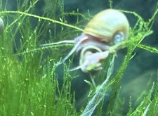     7 snails for 10 Live Baby Mystery Snails   Nature  s Tiny Clean-Up Crew     