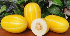 40 Heirloom Early Silver Line Melon Seeds - 2-3Lb Super Sweet Korean Melon