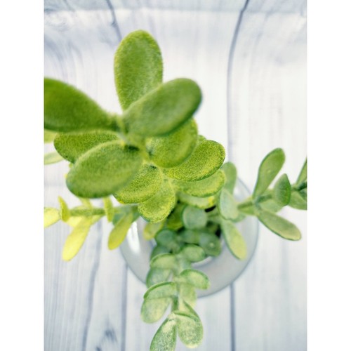 Jarrón decorativo 6" con tallos de plantas de jade sintético gris verde gres decoración del hogar - Imagen 2 de 5