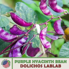 25 Purple Hyacinth Bean Seeds, Dolichos lablab, Climbing Vine, Edible, Medicinal