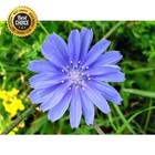 100,000 Gmo-Free Drought Tolerant Chicory Wildflower Seeds - Garden Perfection