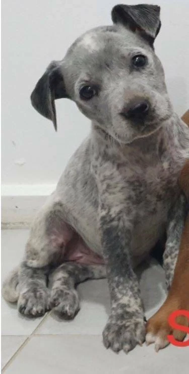 gumtree blue heeler
