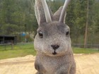 Jackalope Fuzzy Flocked Bank with Stopper " Sorry, no money in it" — photo 6